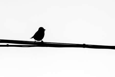 A silhouette of a single bird perched on a cable with a white backgroundの写真素材