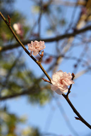 A vertical shallow focus shot of Cherry Blossoms blooming on a tree branch during spring