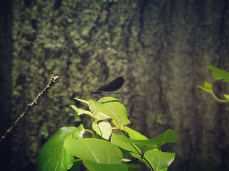 A closeup shot of a black dragonfly on green leaves with a blurry backgroundの写真素材