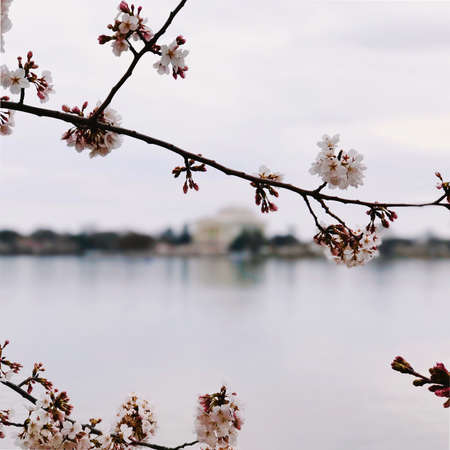 A closeup shot of a beautiful a sakura tree branch with a blurred backgroundの写真素材