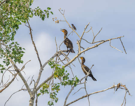 A closeup shot of cormorant birds sitting on a tree branch with a blue clear sky in the background
