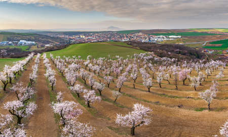 A high shot of a field with small pink blossom trees in a rural area.の写真素材