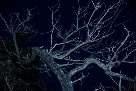 A low angle shot of a leafless tree under a dark night skyの写真素材