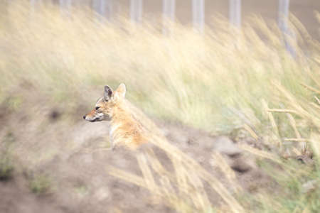 A selective focus shot of a cute fox in the middle of a field in Tierra del Fuego, Patagoniaの写真素材