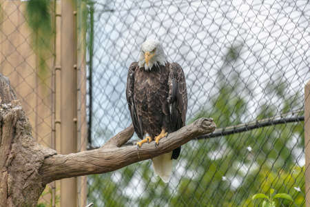 A bald eagle with a yellow beak sitting on a tree branch surrounded by chain-link fences in a zoo