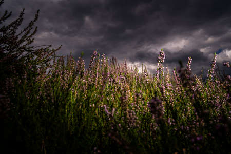 A beautiful shot of an English lavender field under the storm clouds - great for a cool backgroundの写真素材
