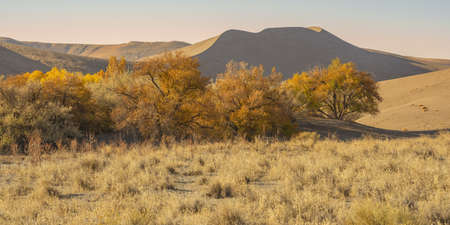 A wide shot of a desert with dried bushes and sand dunes in the background at daytimeの写真素材
