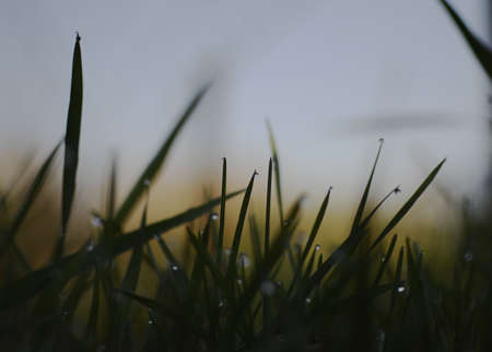A closeup low angle shot of beautiful green grass with dewdrops in the early morning with a blurred backgroundの写真素材