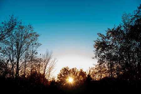 A silhouette of leafless trees under a clear blue sky with the sun shining through the branchesの写真素材