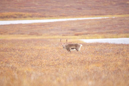 A deer wandering in the Gates of the Arctic National Parkの写真素材
