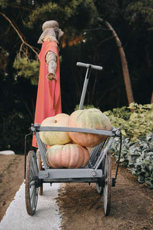A vertical shot of pumpkins in a garden wheelbarrow with a blurred scarecrow near the garden in the backgroundの写真素材