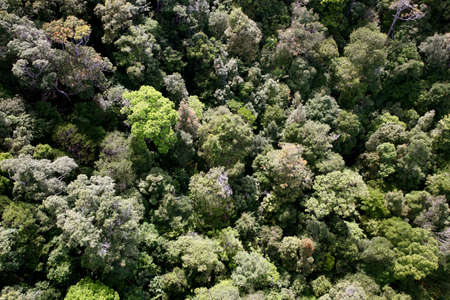 An overhead shot of a tree canopy with different green trees in a forest. Great for a background