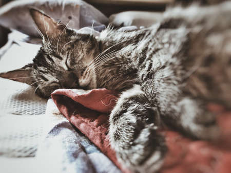 A horizontal closeup shot of a cute grey cat sleeping on a blanket during daytimeの写真素材