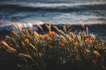 A selective focus shot of a field with beautiful orange flowers near the body of waterの写真素材