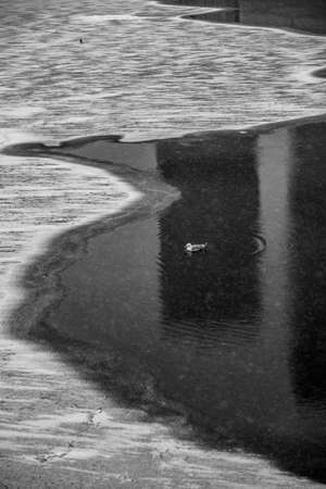 A vertical shot of a seagull on the water near the shore in black and whiteの写真素材