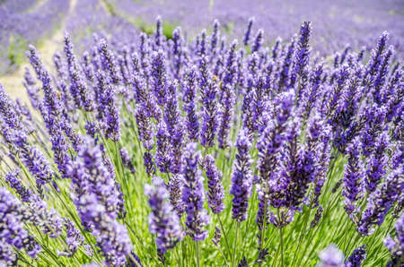 A closeup shot of purple lavender flowers with a blurred background