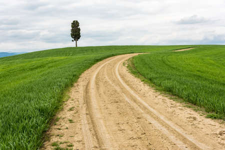 A horizontal shot of an isolated tree in a green field with a pathway under the cloudy skyの写真素材