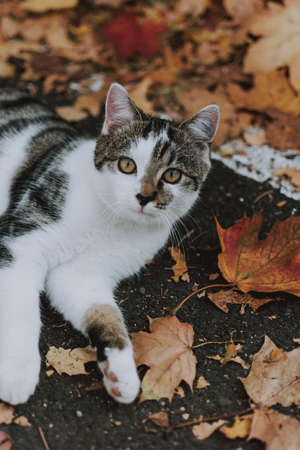 A vertical closeup shot of a cute white and grey cat surprised looking at the camera in the fallen maple leavesの写真素材