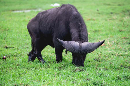 A black African buffalo feeding on the grass in the middle of a field