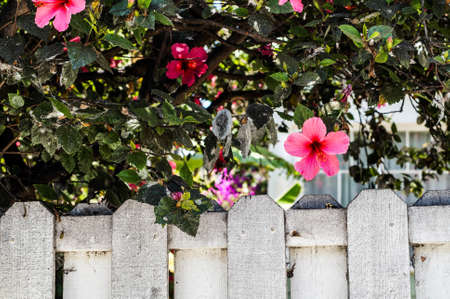 A beautiful shot of a  white wooden fence under a bush of pink hibiscusの写真素材