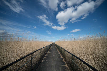 A beautiful shot of a sidewalk in the middle of a wheat field under the cloudy skyの写真素材
