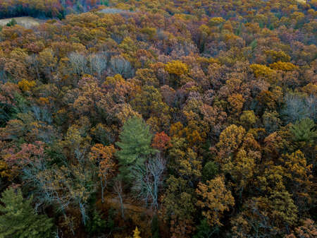 An aerial shot of a forest with brown and green leafed trees