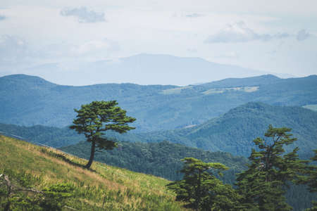 A beautiful mountainous scenery of a country landscape full of green trees and other plantsの写真素材