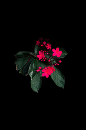 A vertical closeup shot of red periwinkle flowers isolated on a black background