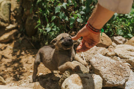 A closeup shot of a male playing with a cute brown puppy on the rocks near the green plantsの写真素材