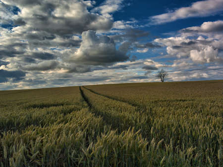 A vast green wheat field and a cloudy sky over it