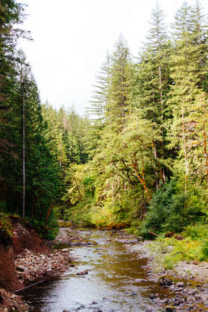 A vertical shot of a river in the middle of a forest with green trees at daytime