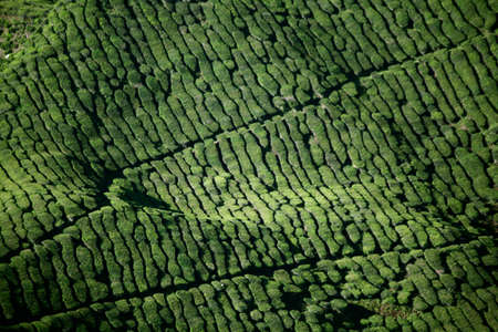 A bird's-eye shot of beautiful tea fields in the Cameron Highlands, Malaysiaの写真素材