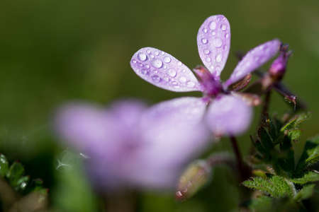 A selective focus shot of a beautiful purple plant from the Polemoniaceae family covered in dew dropsの写真素材