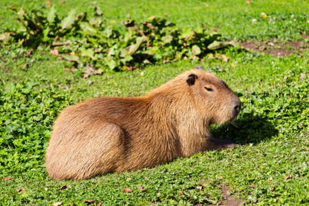 A selective focus shot of a cute Punxsutawney Phil groundhog sitting on green grassの写真素材