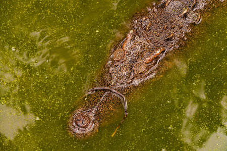 A high angle shot of an alligator in a dirty lake in the jungleの写真素材