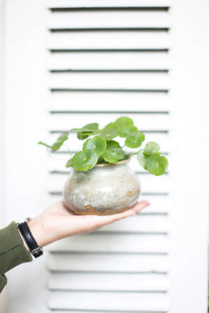 A vertical closeup shot of a person holding a green plant in the pot in front of a white doorの写真素材