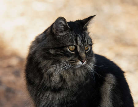 A closeup shot of a cute black domestic long-haired cat with blurred backgroundの写真素材