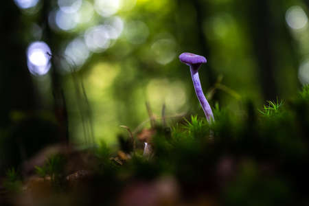 A closeup shot of a purple growing in the grass on blurred background with bokeh lightsの写真素材