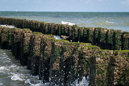 A closeup shot of rocks with moss on top in a wavy sea - perfect for background