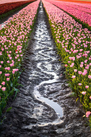A beautiful shot of reflective rainwater in the middle of a tulips field in the Netherlandsの写真素材