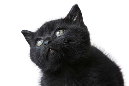 A closeup shot of a cute black kitten isolated on a white backgroundの写真素材