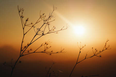A beautiful selective focus shot of plants during a breathtaking sunsetの写真素材