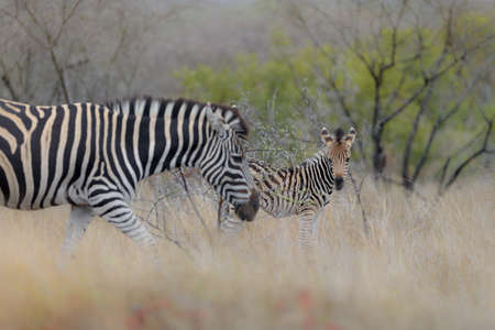 A selective focus shot of zebras walking in a grassy fieldの写真素材