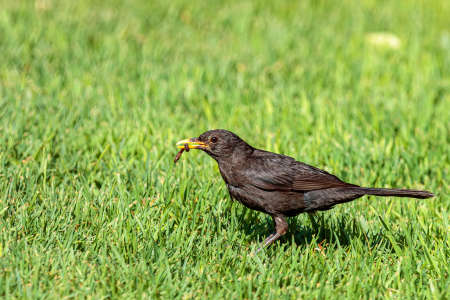 A closeup shot of a common blackbird eating a worm on the green grassの写真素材