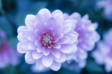A closeup shot of a beautiful dahlia flower on a blurred backgroundの写真素材