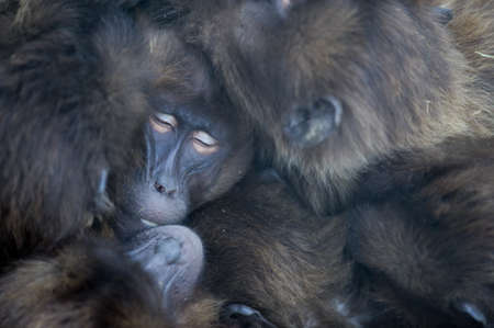 A closeup shot of baboons sleeping on top of each other