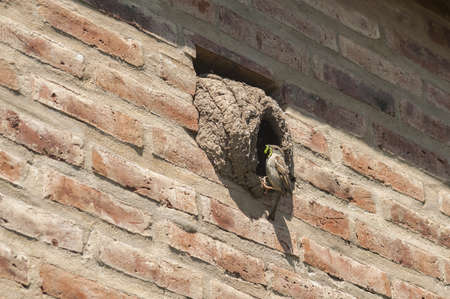 A low angle shot of a bird standing at the entrance of a nest on a brick wallの写真素材