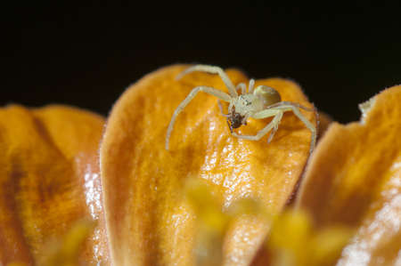 A selective focus shot of a small spider on an orange flower petal on black backgroundの写真素材