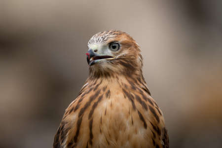 A closeup shot of a falcon with bits of meat stuck to its beak