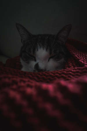 A vertical shot of a cute kitten wrapped in a pink blanket